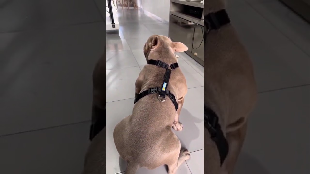 Com o Peitoral Smart 3 em 1 da Líder da Matilha,