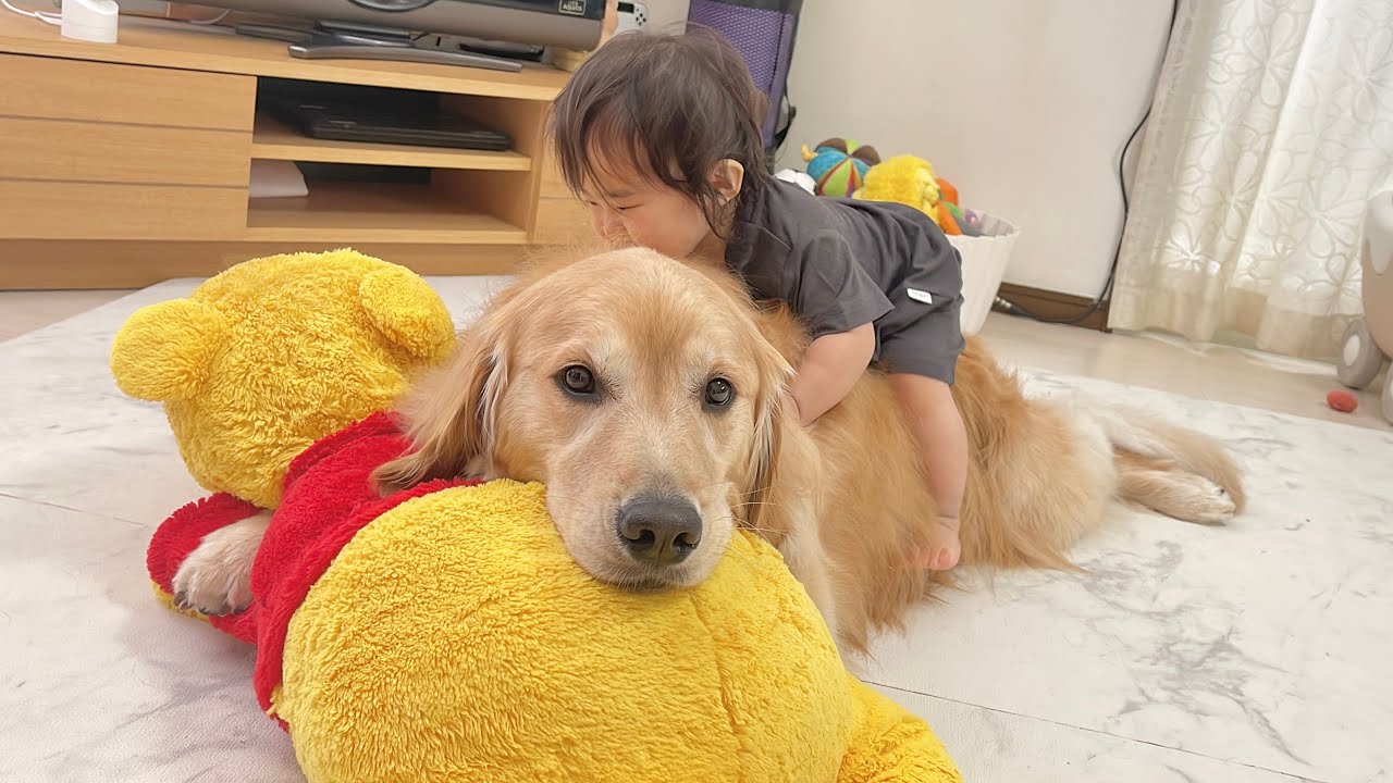 新しい愛情表現を覚えた1歳児とどんな行動も受け入れてしまうゴールデンレトリバー