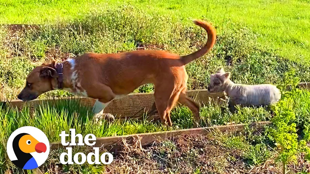 Tiny Lamb Imprints On Alpha Dog | The Dodo Odd Couples