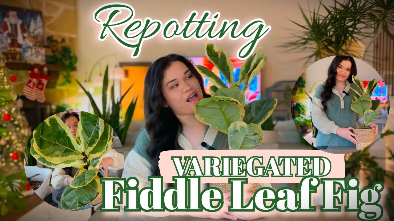 VARIEGATED FIDDLE LEAF FIG repotting | New plant! | wedding anniversary gift from my hubby 💕
