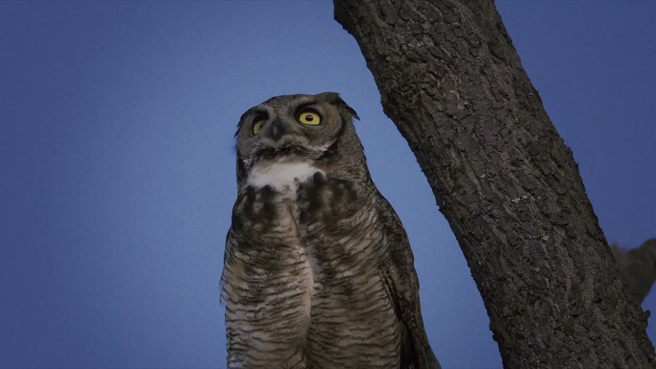 Great Horned Owl Conversation