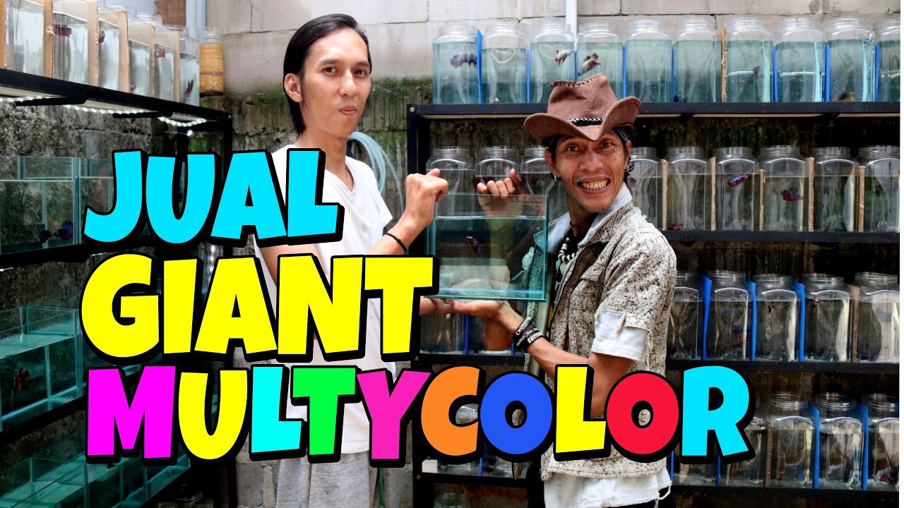 GIANT MULTYCOLOR DI JUAL DI SINI
