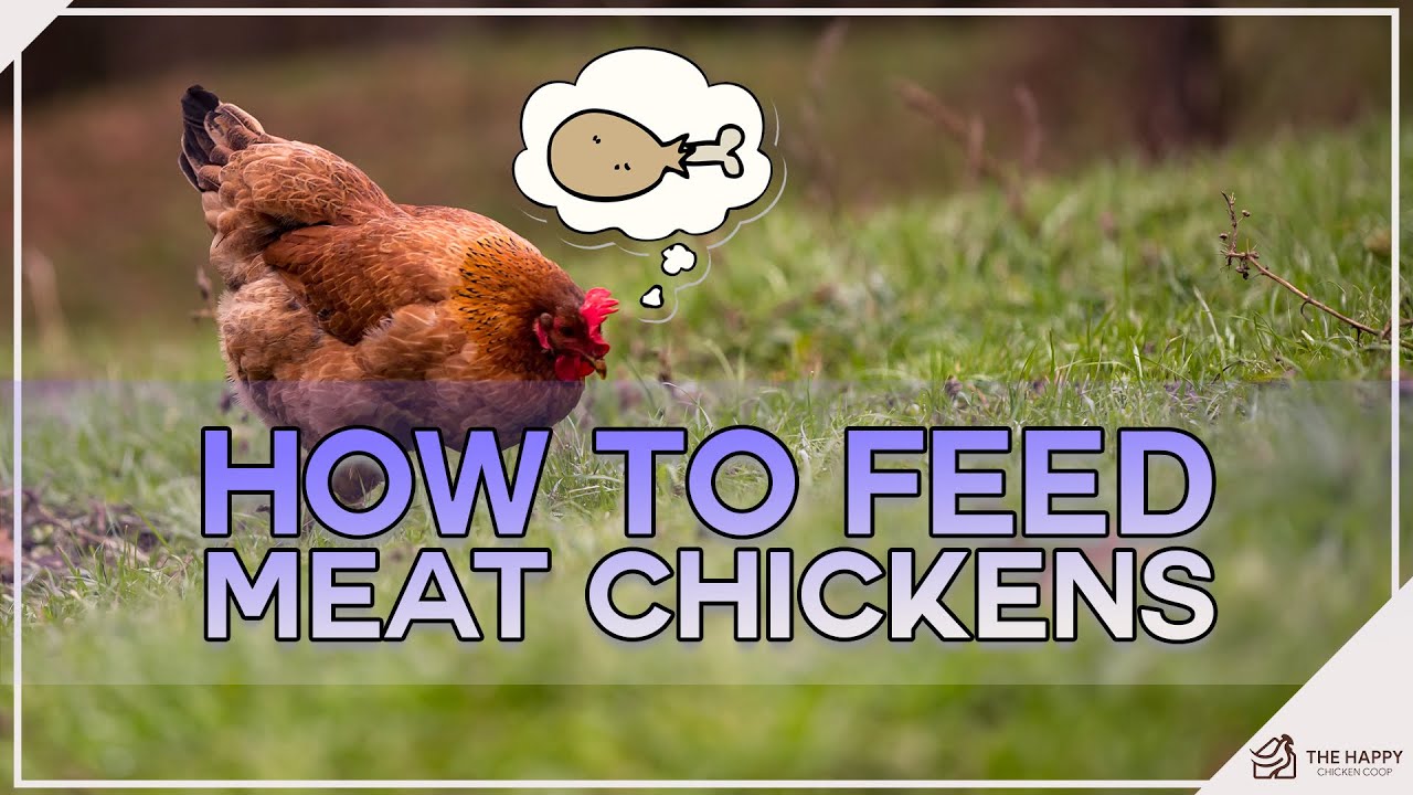 How to Feed Meat Chickens?