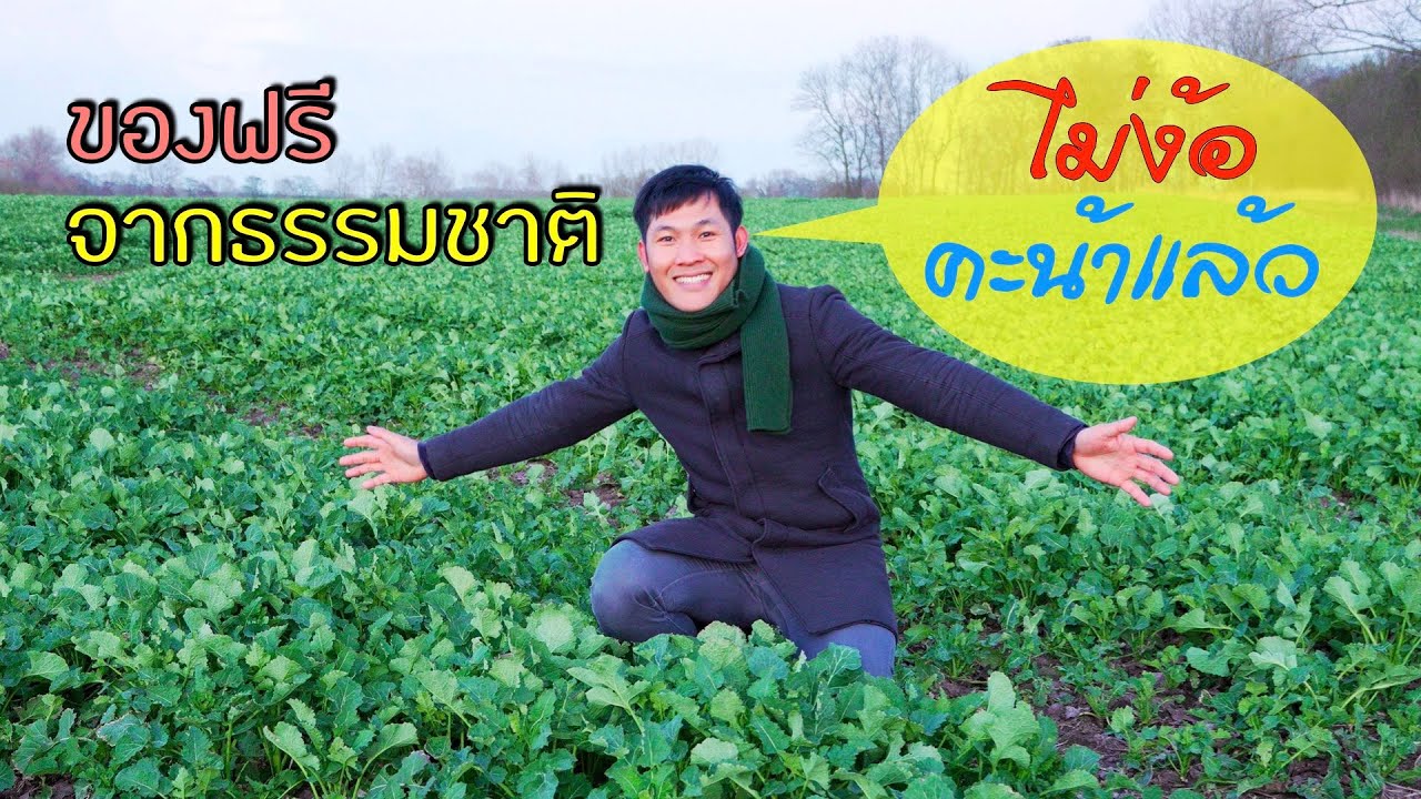 ผักฟรีจากธรรมชาติ ไม่ต้องง้อคะน้าอีกต่อไป / Raps / Canola / ผักน้ำมัน เอามาผัดน้ำมันหอยหมูสามชั้น