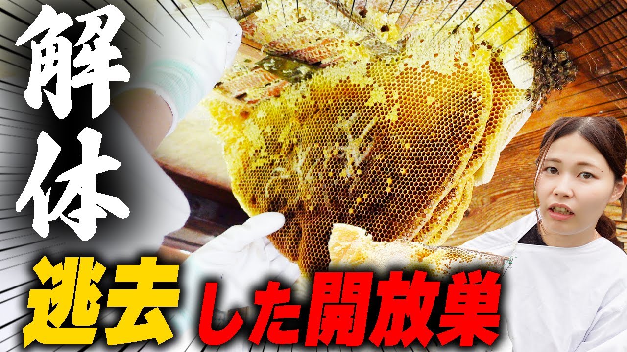 122日間観察させてもらった開放巣を解体しました。