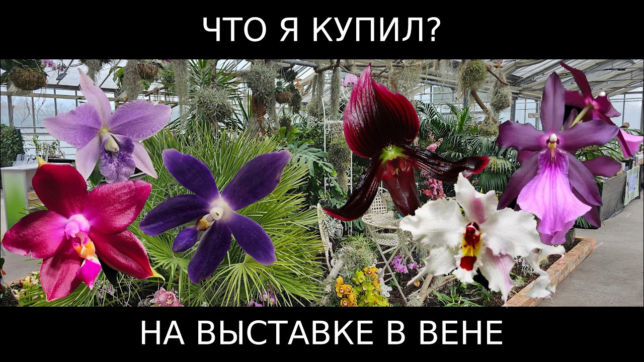Новые орхидеи с выставки в Вене 🌸 Запоздалая распаковка