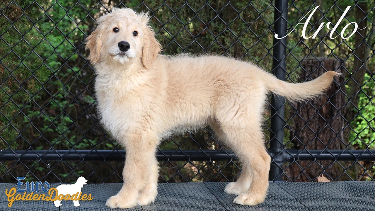 Arlo- Mr. Black- Stevie/Kimbo Litter- For Adoption! 💛💙🎓🐾