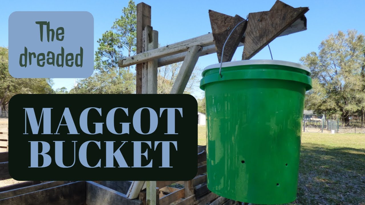 Making a WHAT?! A Maggot Bucket!? Gross!