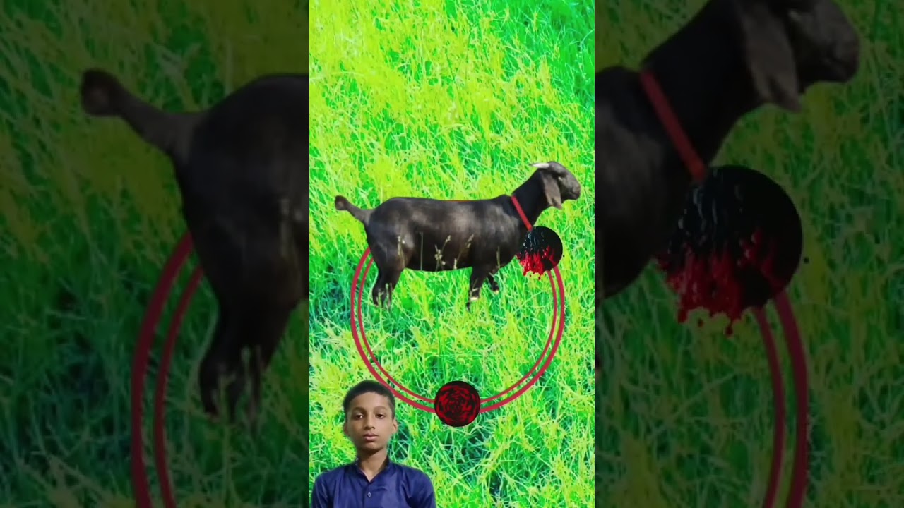 ছাগলের বাচ্চা এনে দেখান 