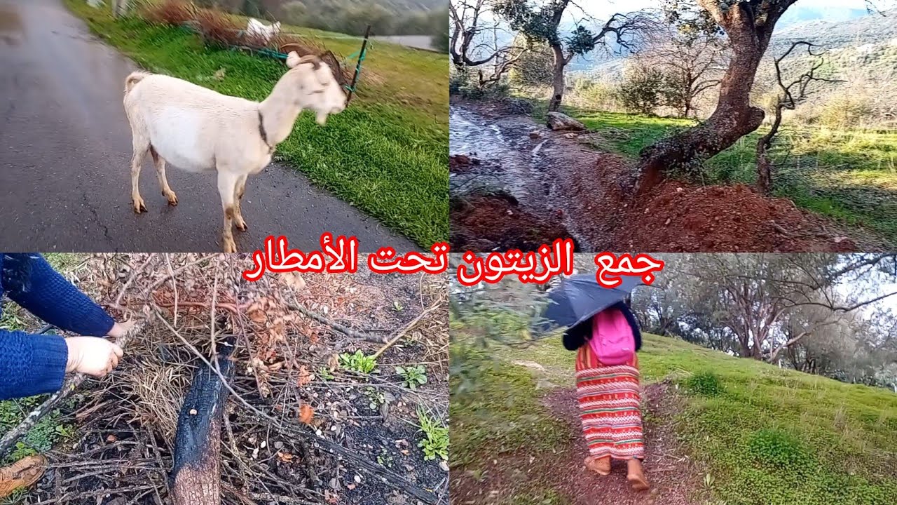 القبائلية مزالها مع أجواء الزيتون خصوصا هذي الايام غير نجريو  