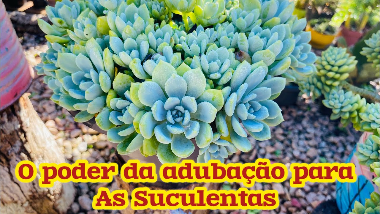 O PODER DA ADUBAÇÃO E DO REPLANTE COM AS SUCULENTAS/ MOSTRANDO VASOS LINDOS CHEIOS DE SUCULENTAS 