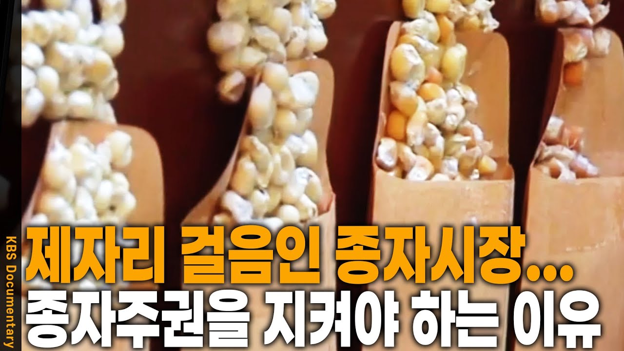 종자에도 저작권이?? 종자 빼앗긴 한국, 다시 되찾기 위한 필사의 노력. 한국 종자의 미래는? | KBS 20081114 방송