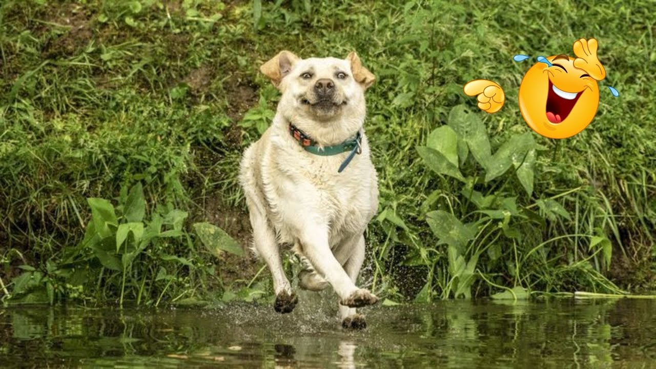 You Can’t Stop Laughing At These Dogs 🤣 FUNNIEST DOGS Video 2026