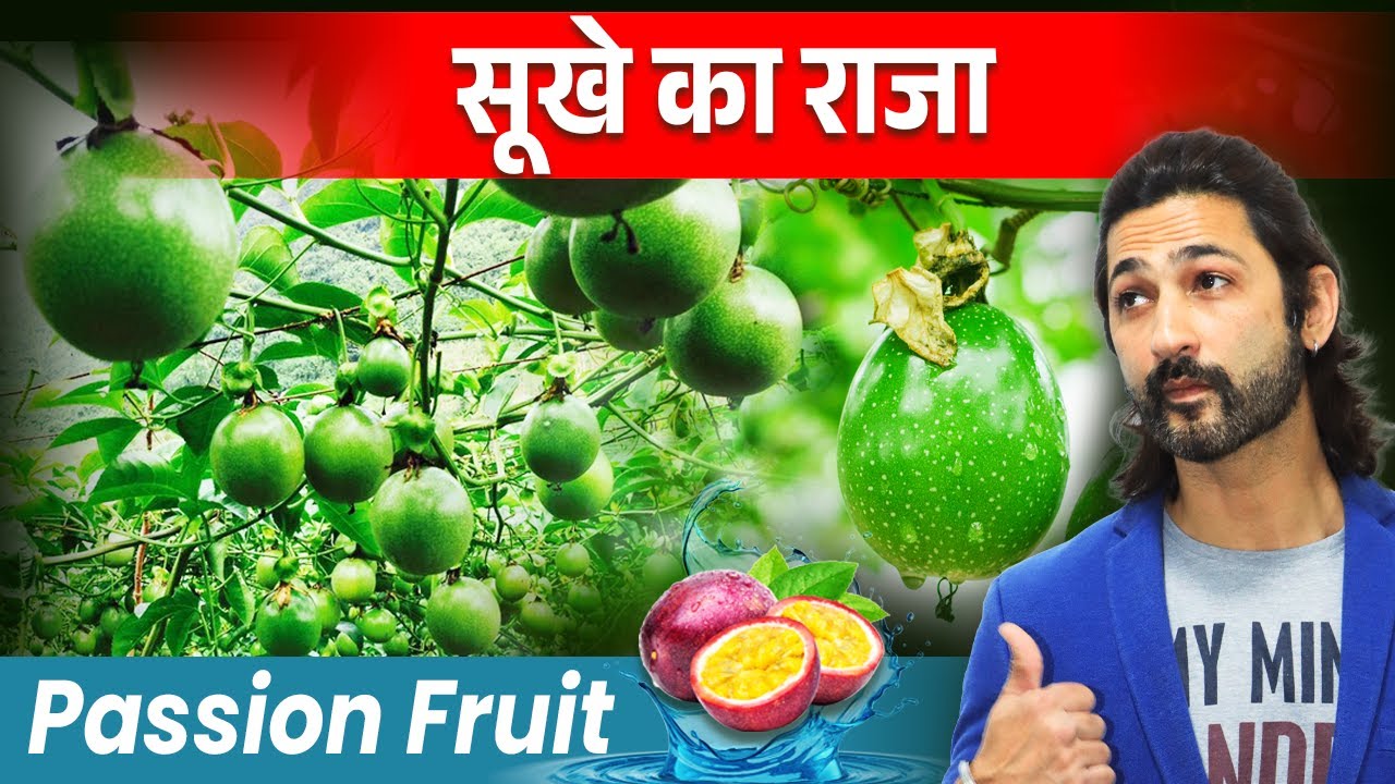 हर जगह कर सकते हैं Passion Fruit Farming | Passion Fruit Farming Complete Details 🍎