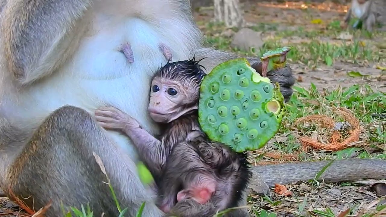 Oh my Angel! Cute Baby Monkey Jiva wet hair | @IShowMonkeyTV