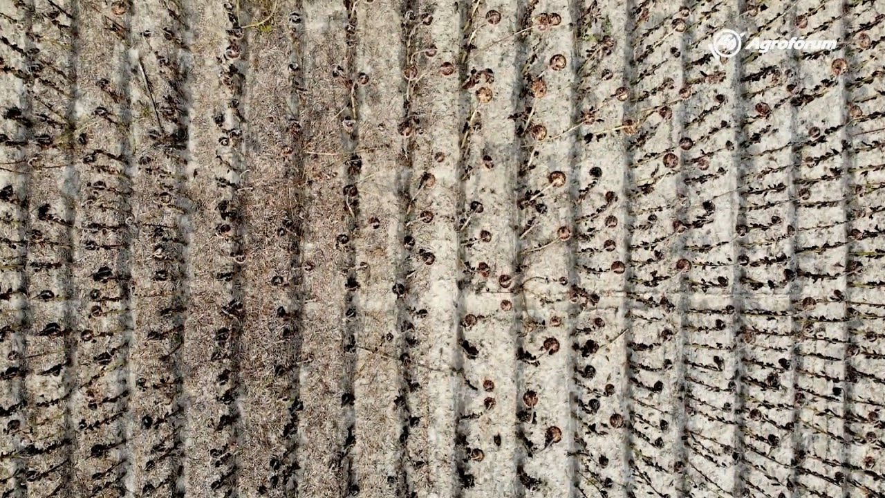 No-till és min-till tapasztalatok Püskin - Generációváltás várható, a talajművelés elmaradhat