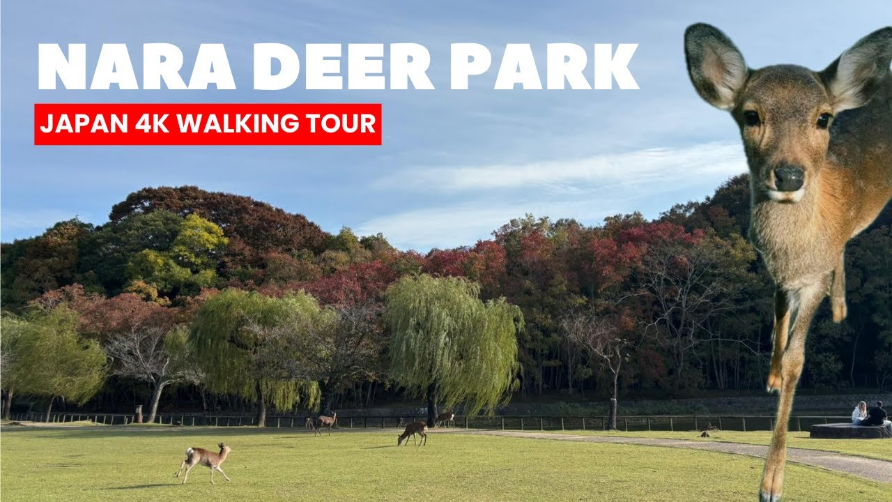 NARA, JAPAN Walking Tour | Exploring Nara Deer Park - 4K 60FPS