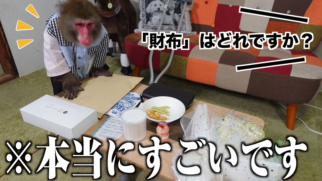 お猿さんは「物の名前」を理解しているか調べたら頭良すぎて驚きました