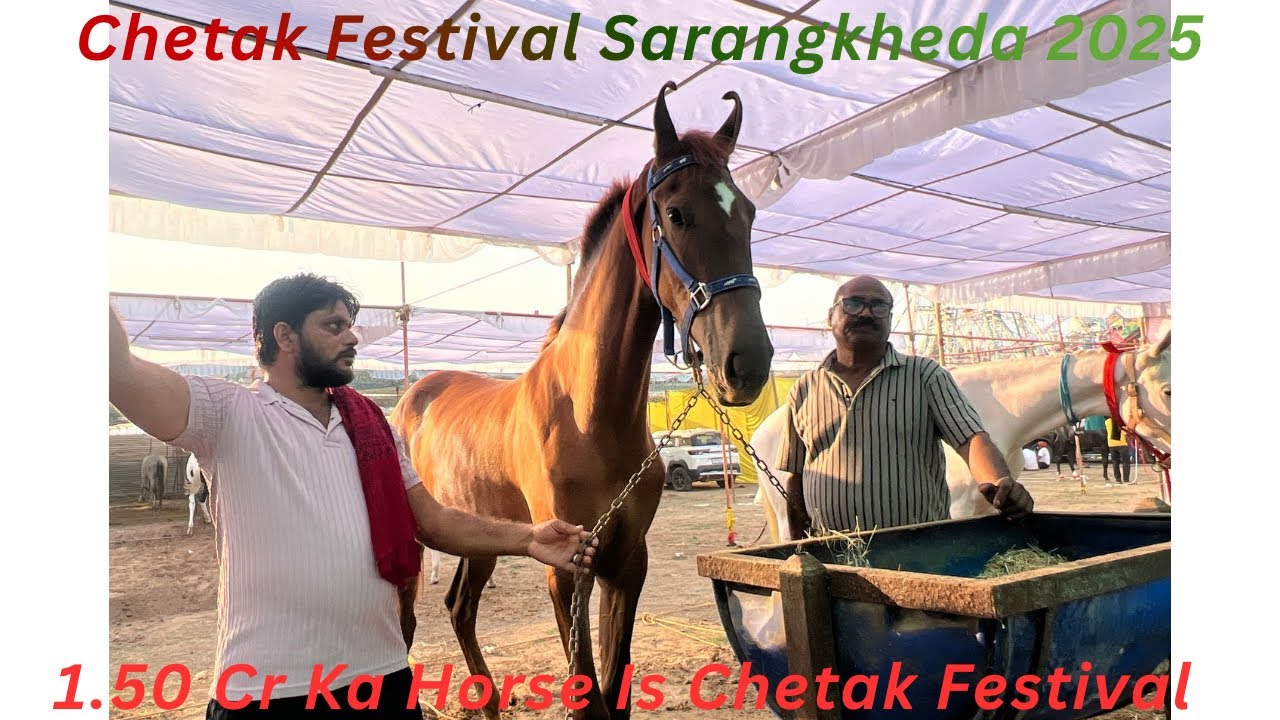 1.5 Cr Horse In Chetak Festival Sarangkheda 2025 | Chetak Festival