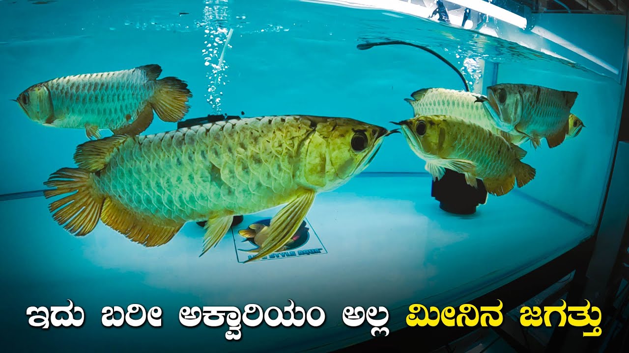 Cross Back Golden Arowana Price Update 2022 | Life Style Aqua Fish Farm Bangalore | Kannada Vlogs
