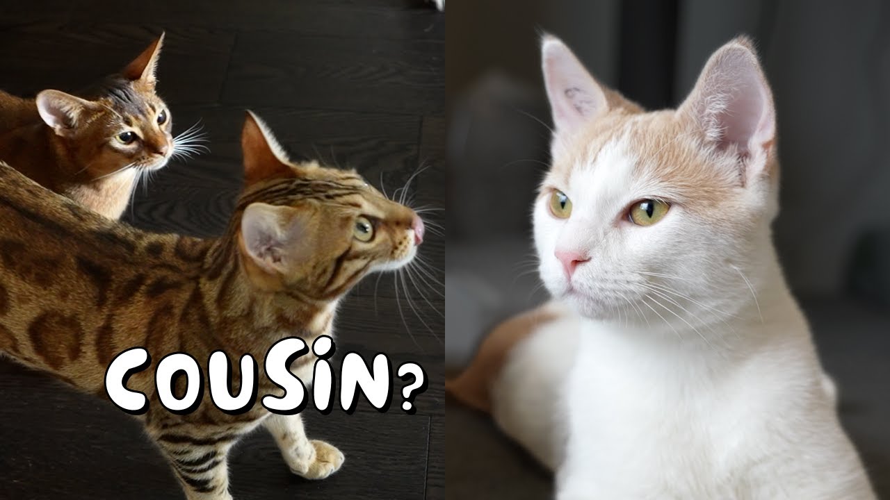 Introducing our cats to their cousin for the first time | Ep 25