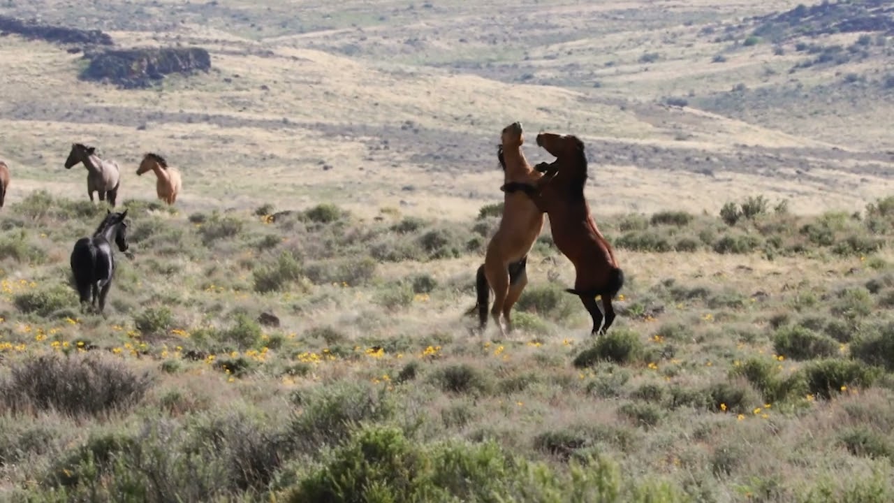 Wild Lands Wild Horses: EPIC Wild Horse Stallion Battle