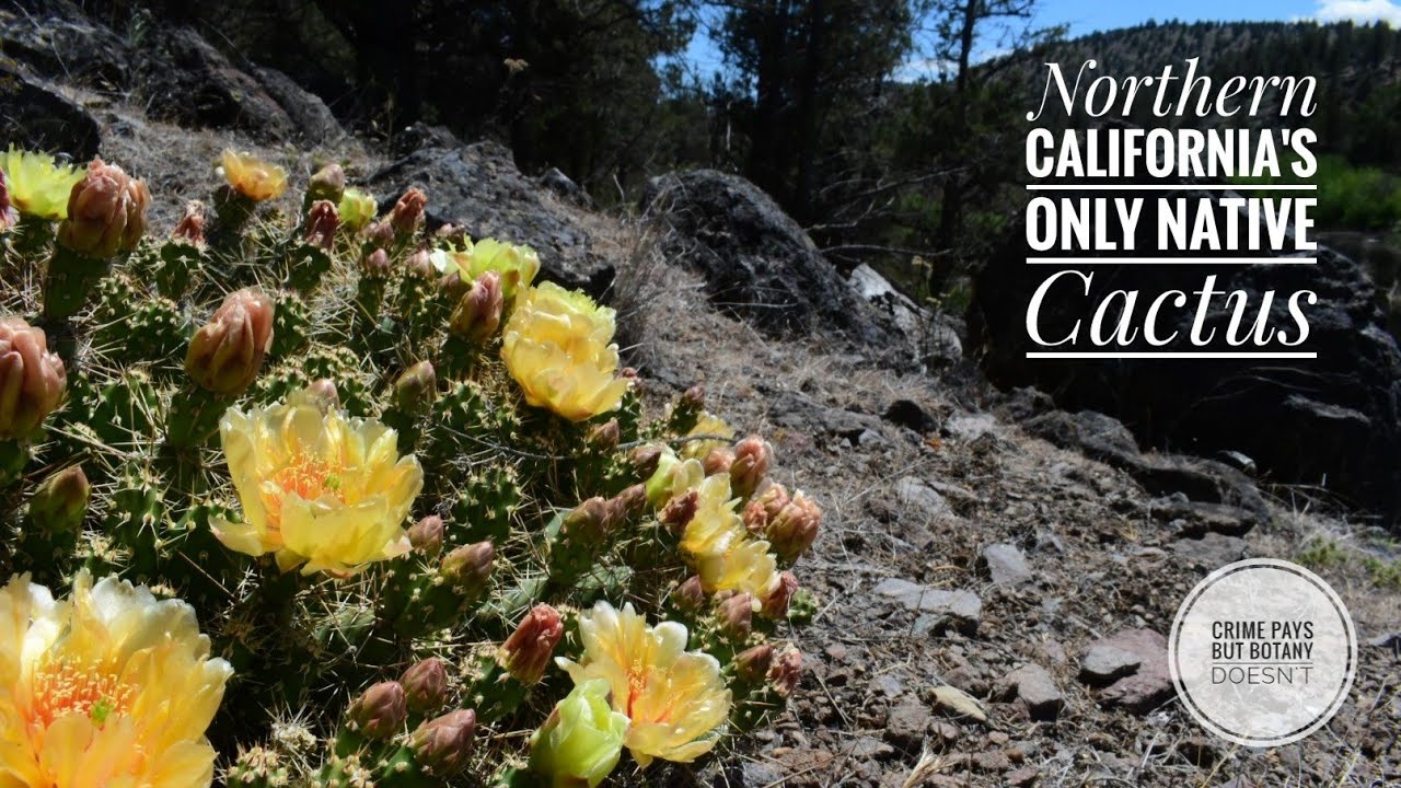 Northern California's Only Native Cactus