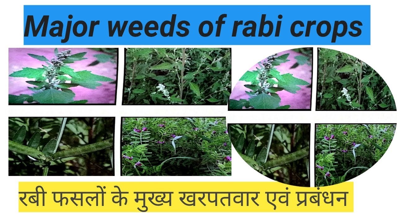 Rabi crops major weed and their management
