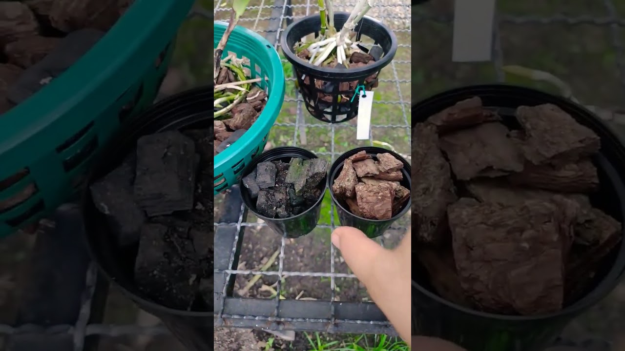 SUSTRATO para SEMBRAR Orqu&iacute;deas