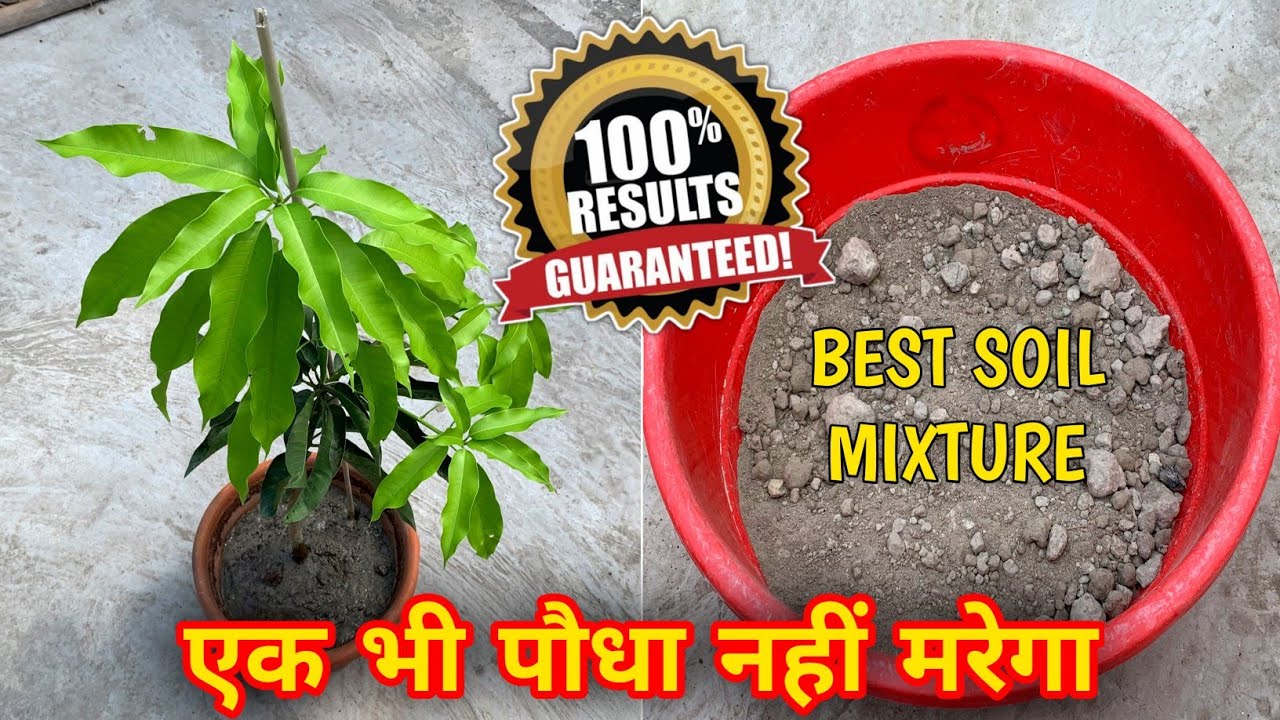 How To Grow Mango Plant In Pot (IN HINDI) Mango Plant Care In Pots