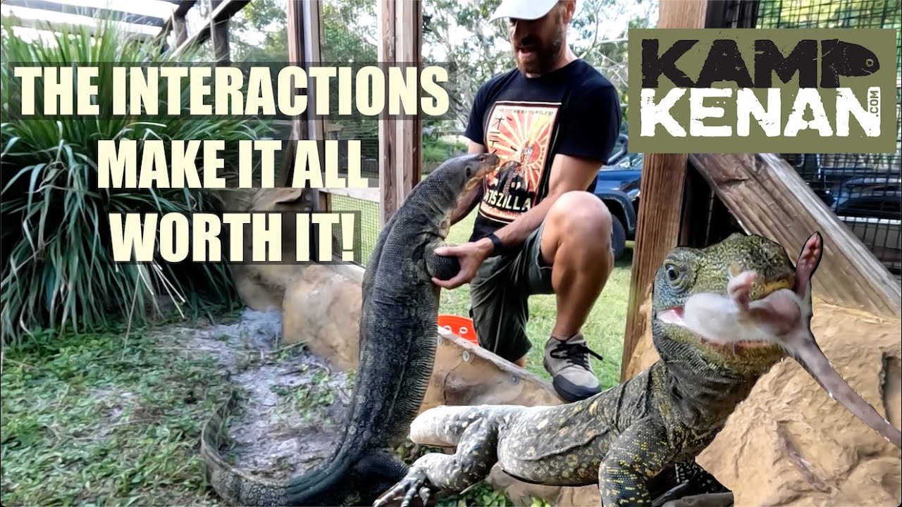 Monitor Lizards takeover at the Kamp!