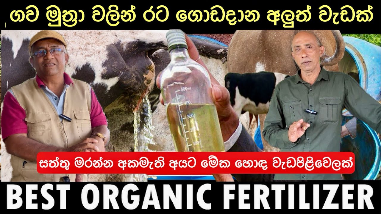 ගව මුත්‍රා වලින් සල්ලි හොයන සුපිරි වැඩක් වැඩක්🐄/සත්තු මරන්න අකමැති අයට මේක හොඳ වැඩපිළිවෙලක්🐂⁠