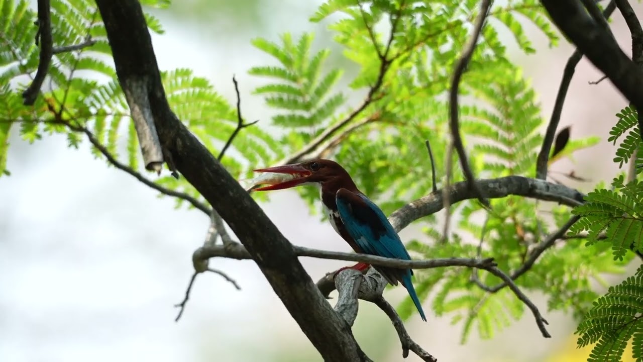 นกกระเต็นอกขาว (White-throated Kingfisher) สวนวชิรเบญจทัศ สวนรถไฟ Vachirabenjatas Park Rot Fai Park