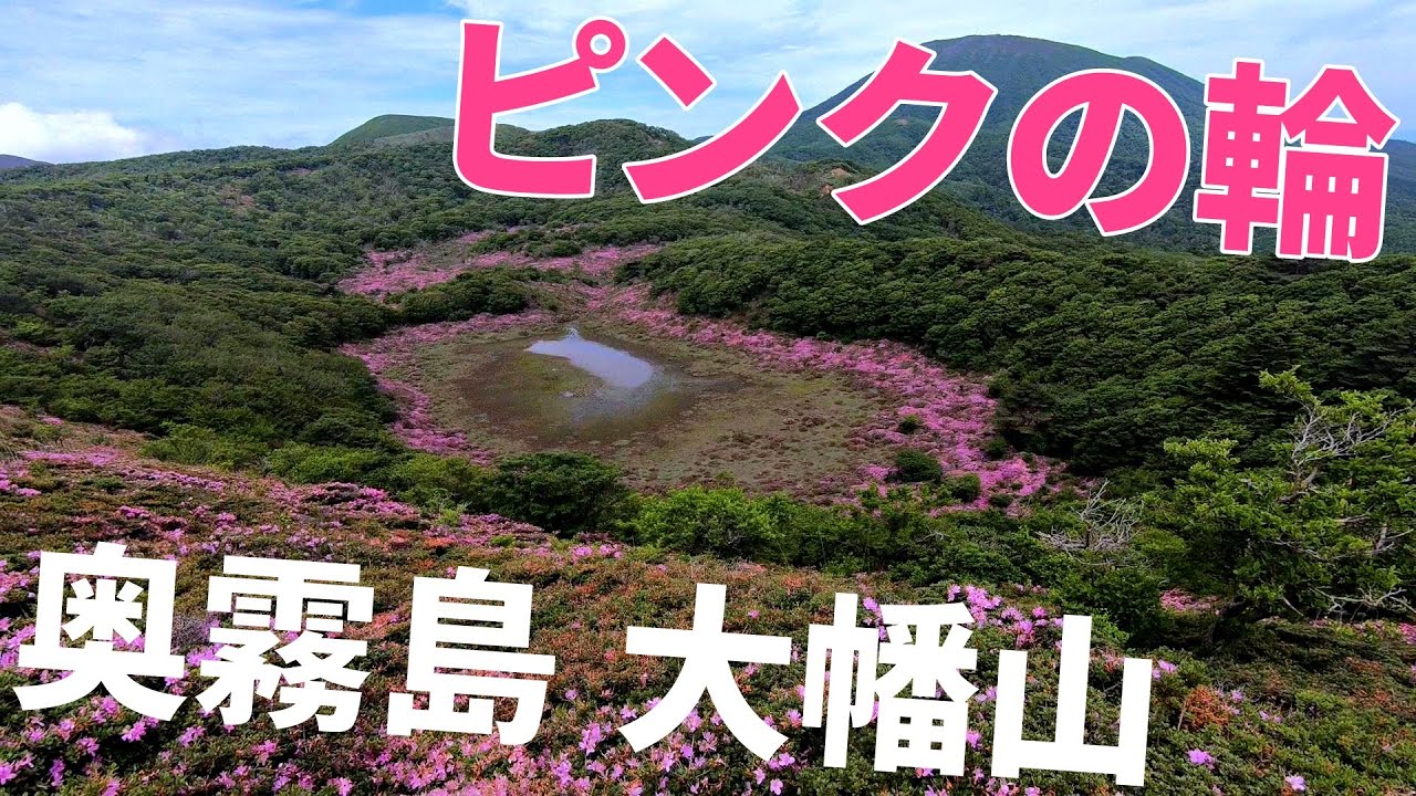 【大幡山】ミヤマキリシマとヤマツツジ【2024年6月2日】