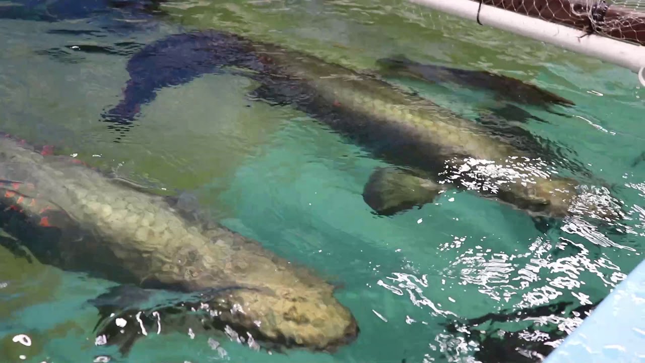 MONSTER FISH FEEDING *12,000 & 3,000* gallons AQUARIUM