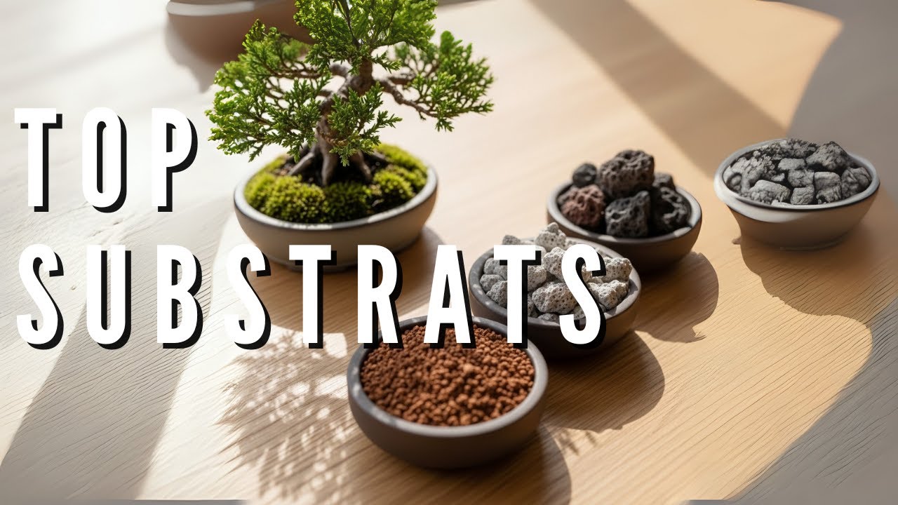 le top des substrats pour nos bonsai