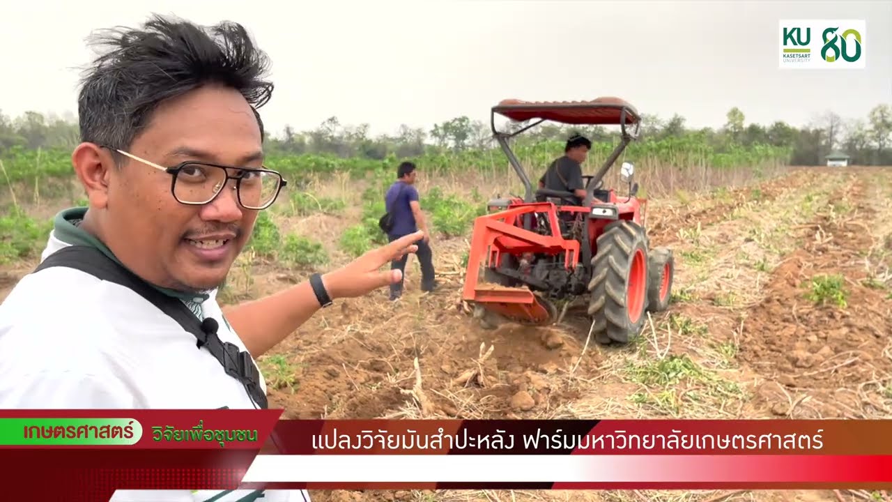 แปลงวิจัยมันสำปะหลังฟาร์มมหาวิทยาลัยเกษตรศาสตร์ วิทยาเขตเฉลิมพระเกียรติ จังหวัดสกลนคร YOUTUBE 4K