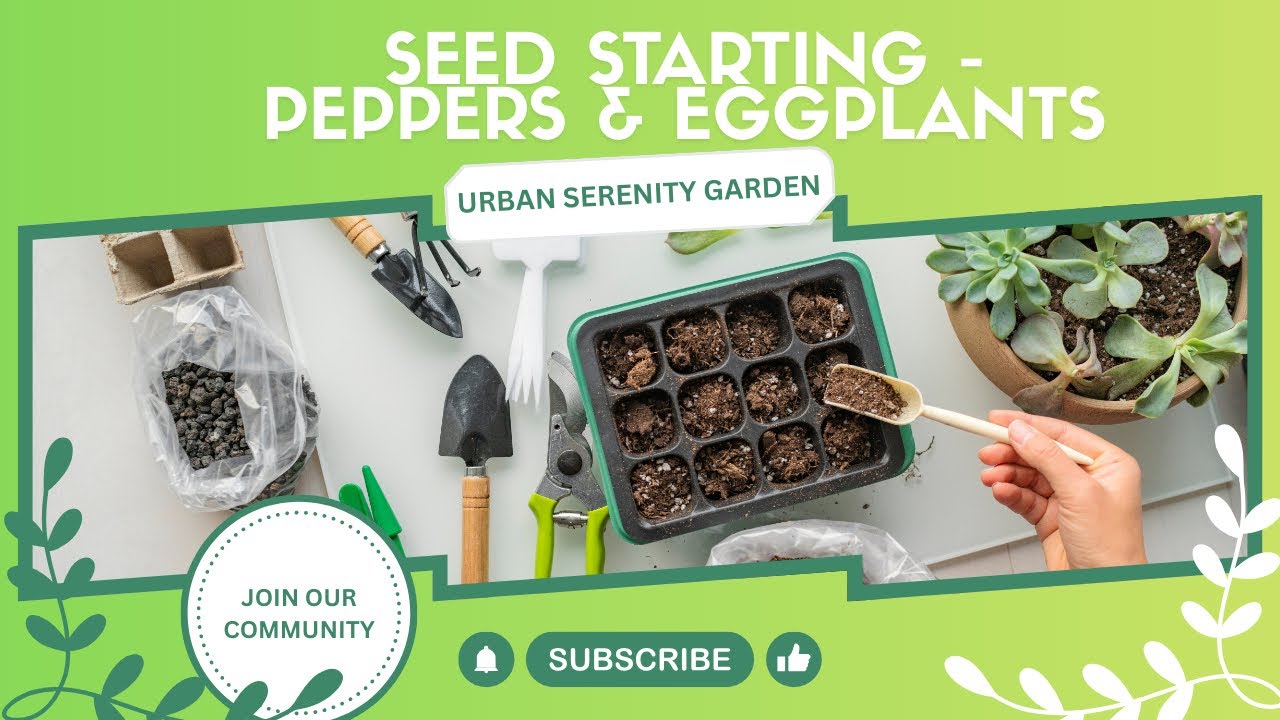 Seed Starting Peppers & Eggplants