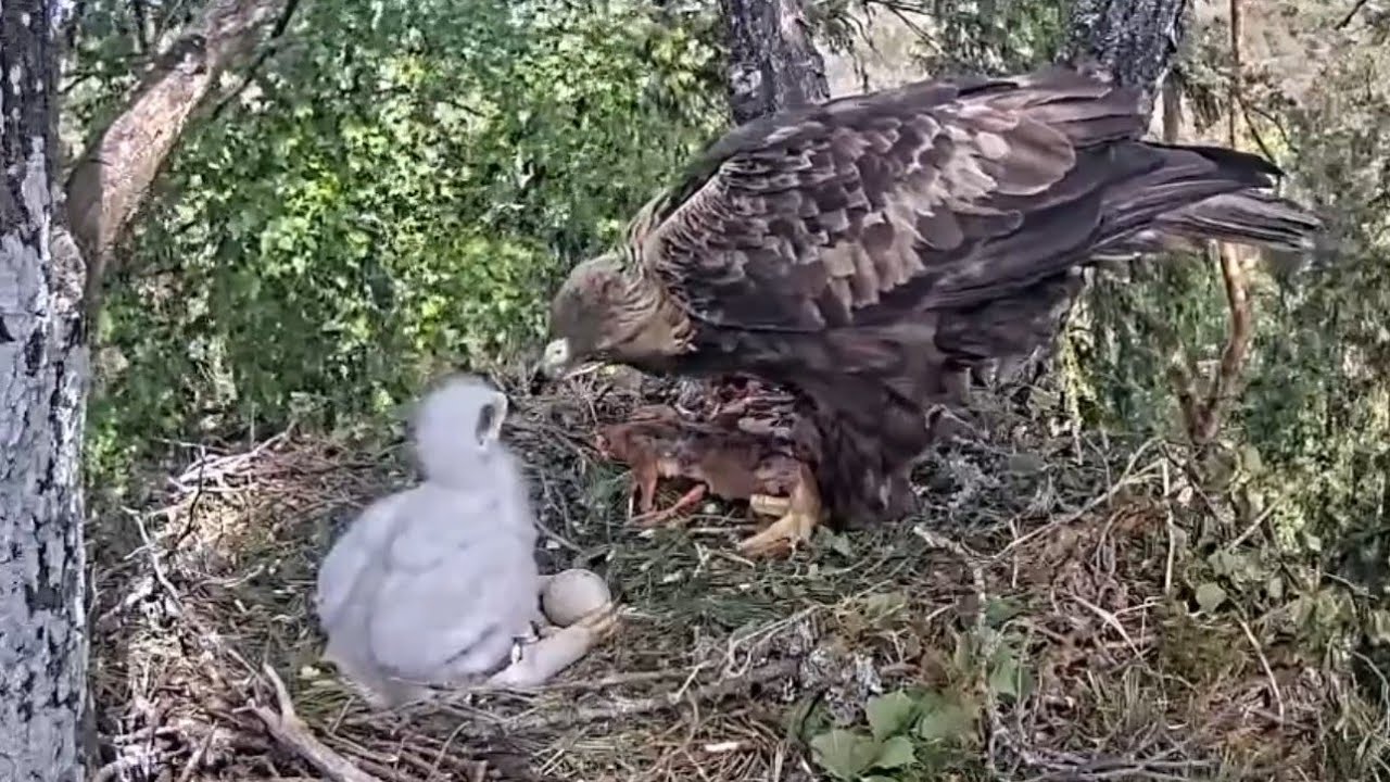One more breakfast feeding for cute eaglet | Kaljukotkas | Golden Eagle | May 28, 26