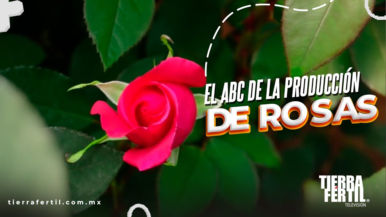 El ABC de la producción de rosas