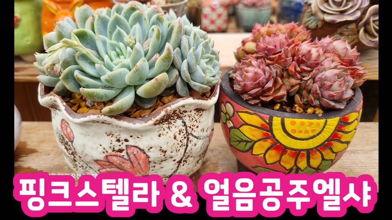얼음공주엘샤 & 핑크스텔라 