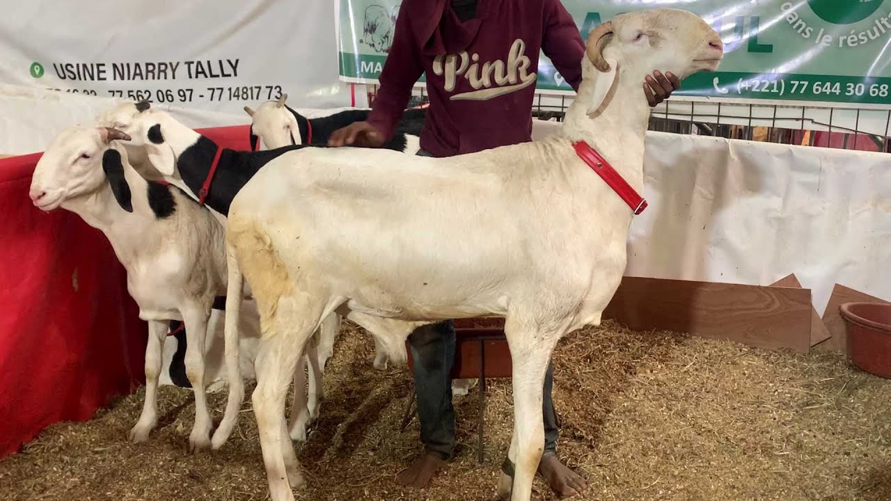 SYNTHESE UN JEUNE MALE PROMETTEUR A LA BERG MOUHAMED RASSOUL