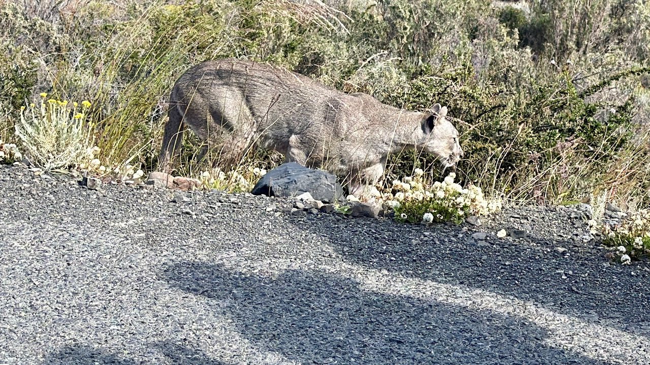 Shockingly Close Puma Experience ~ Torres del Paine, Patagonia, Chile
