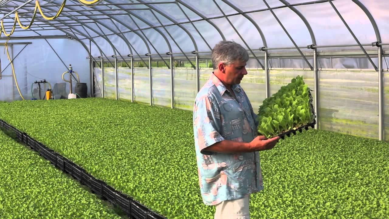 Tipburn w kapuście pekińskiej - zapobieganie