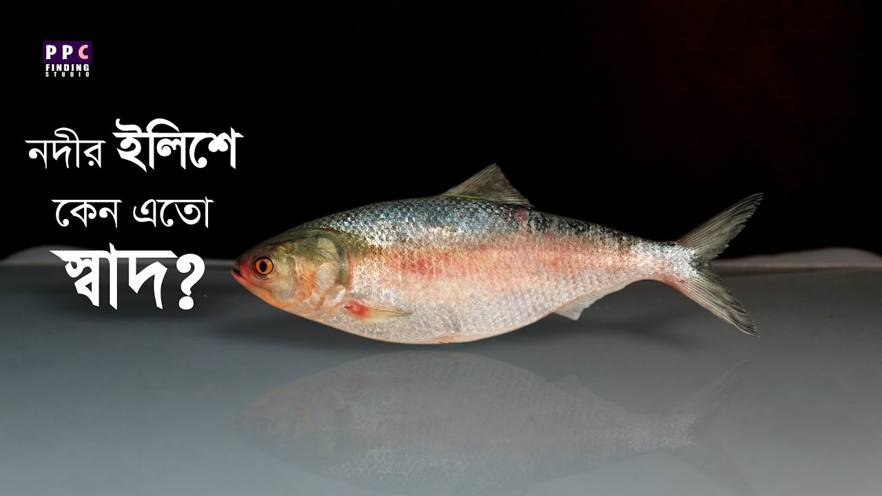 নদীর ইলিশে কেন এতো স্বাদ | What is the secret to the taste of river hilsa?