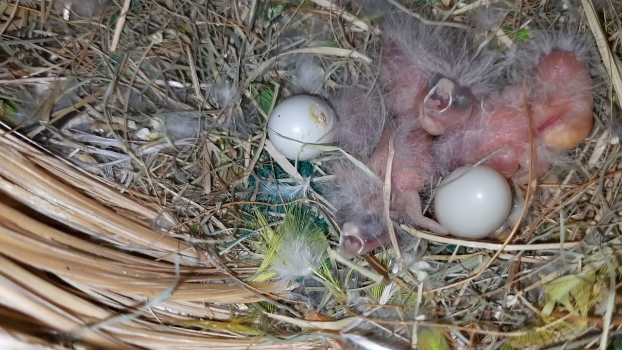 Finch breeding nahi kar rahi to ye kariye | zebra finch colony progress