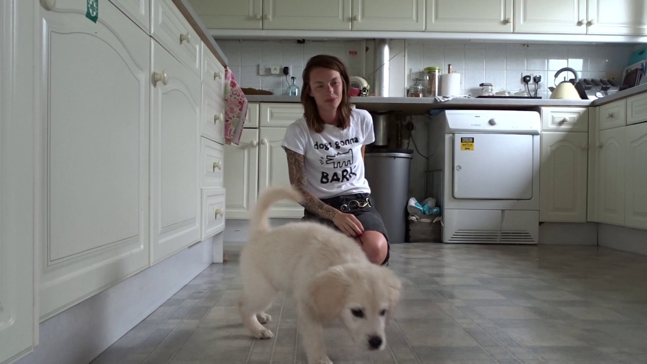 Emergency stop tutorial with Layla the Golden Retriever Puppy