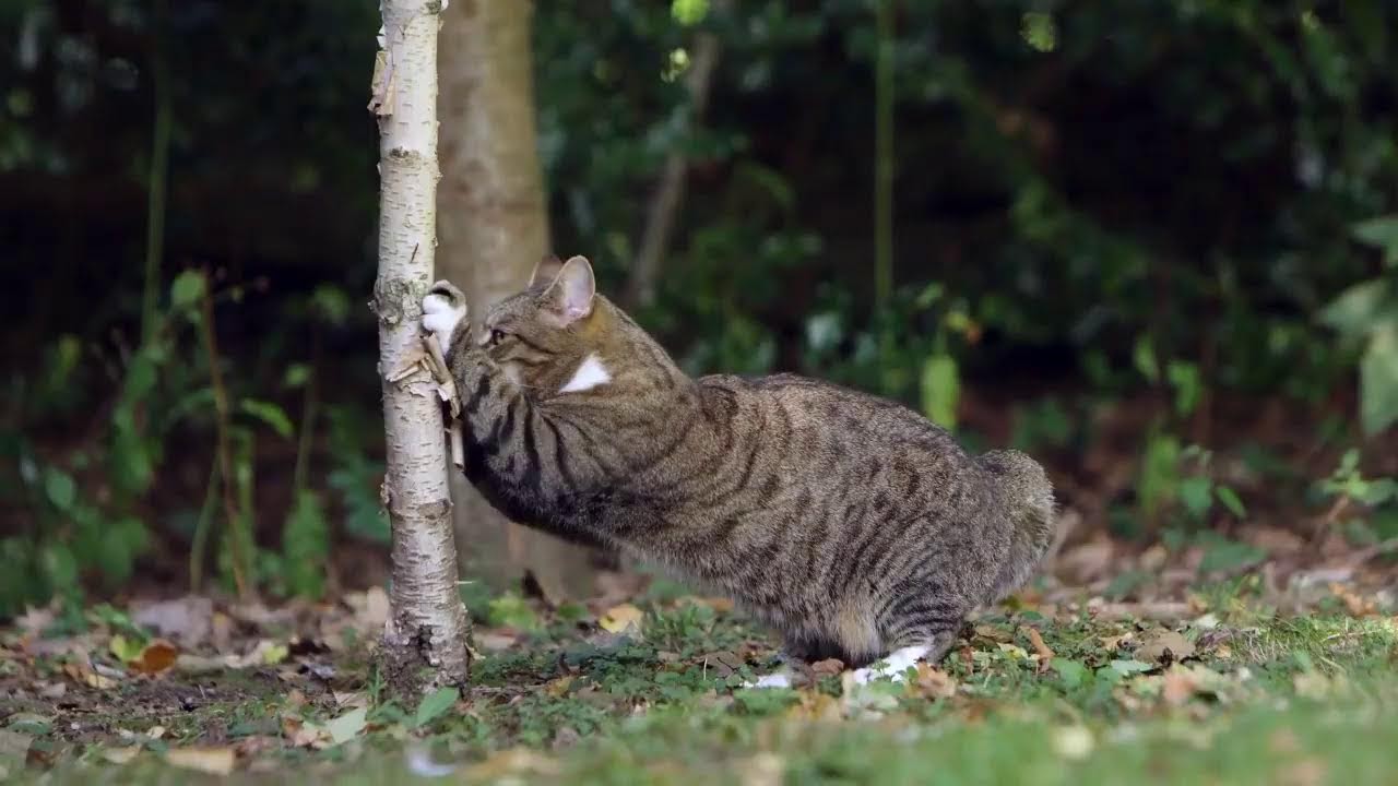 Adorable Cats and Kittens in 4K to Relaxing Music