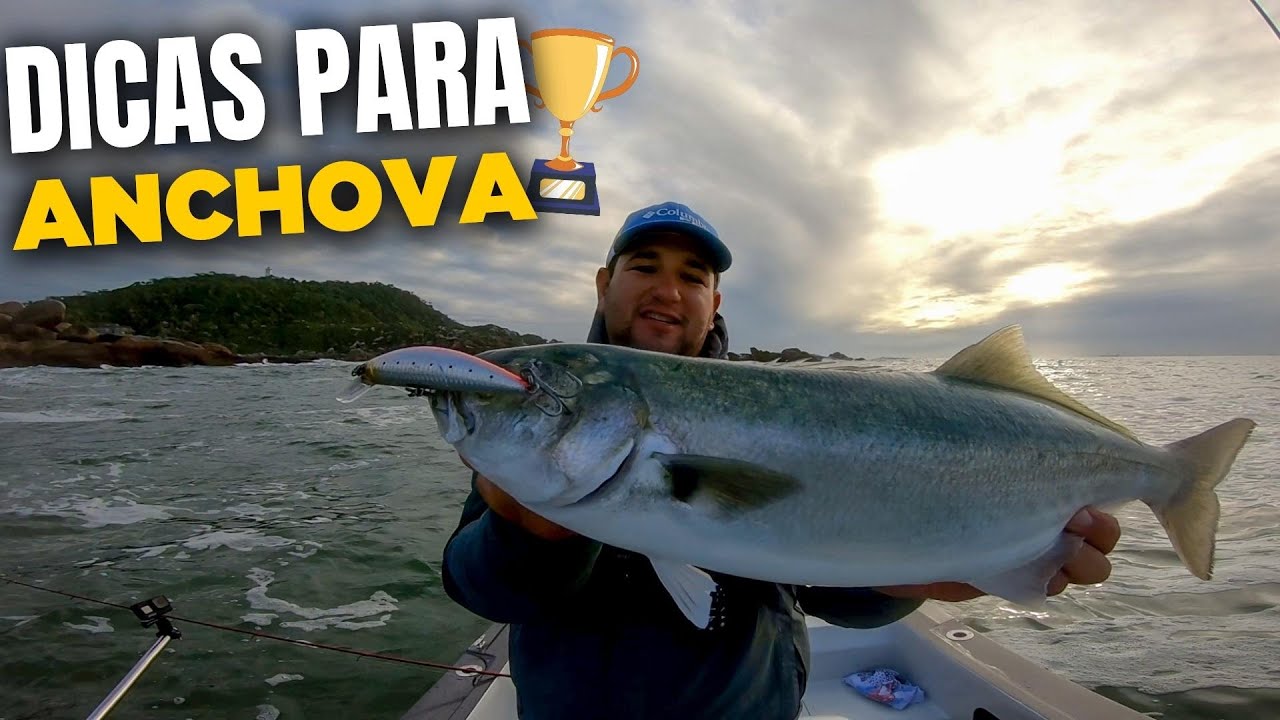 INCRÍVEL! ELAS VOLTARAM, Pescaria de Anchovas no Arremesso e nos Jumping Jigs