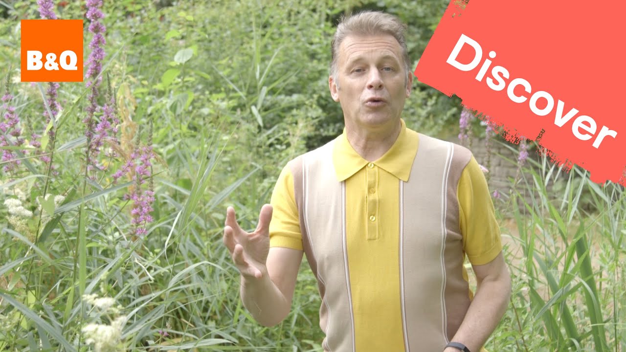 Attracting butterflies to your garden - 2019